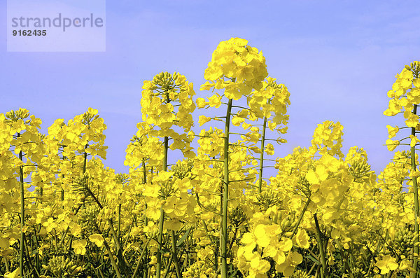 Blühender Raps (Brassica napus)  Schweden