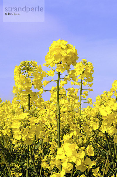 Blühender Raps (Brassica napus)  Schweden