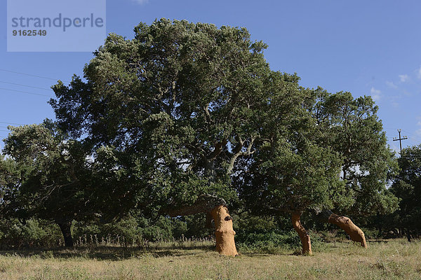 Frisch geschälte Korkeiche (Quercus suber)  Aglientu  Sardinien  Italien