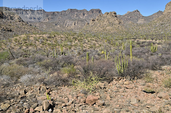 Kaktussteppe in den Ausläufern der Sierra de la Giganta  Highway 1  Loreto  Baja California Sur  Mexiko