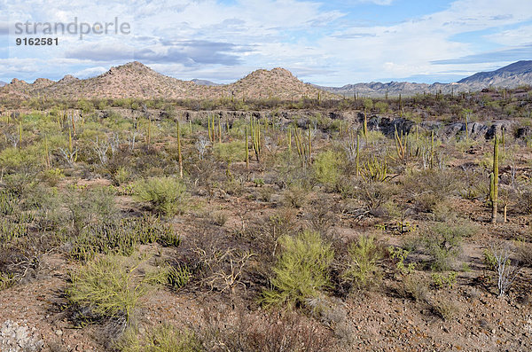 Kaktussteppe vor der Sierra de la Giganta  Highway 1 zwischen Loreto und Mulege  Baja California Sur  Mexiko
