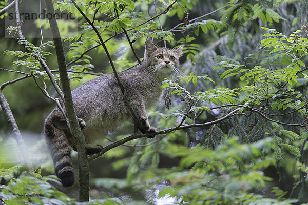 Wildkatze (Felis silvestris) im Baum  Gehegezone Nationalpark Bayerischer Wald  Bayern  Deutschland