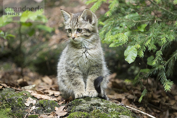 Junge Wildkatze (Felis silvestris)  Gehegezone Nationalpark Bayerischer Wald  Bayern  Deutschland