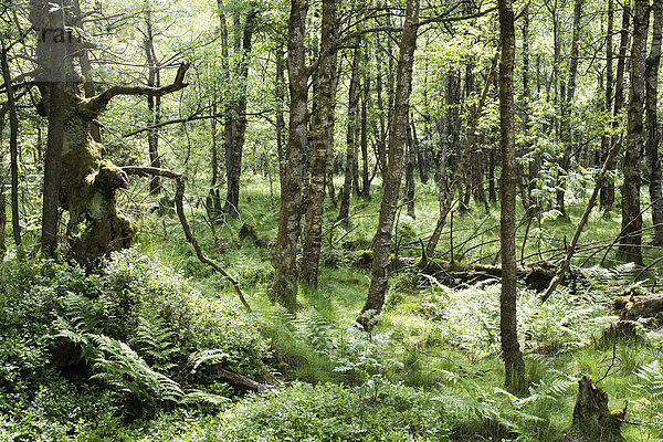 Wald im Naturschutzgebiet Rotes Moor  UNESCO-Biosphärenreservat Rhön  Gersfeld  Hessen  Deutschland