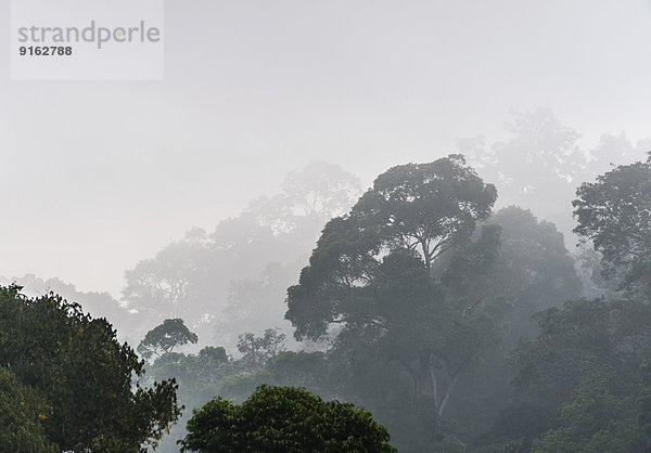 Dschungel im Nebel  Silhouetten der Bäume  Thekkadi  Periyar-Stausee  Tamil Nadu  Indien