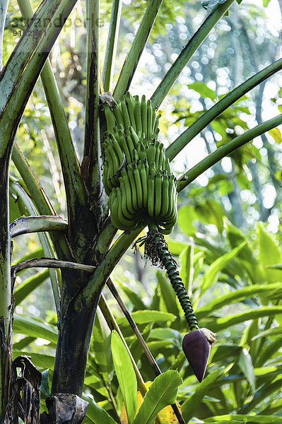 Bananenstaude  Banane (Musa paradisiaca)  Spice Garden  Kumily  Kerala  Indien