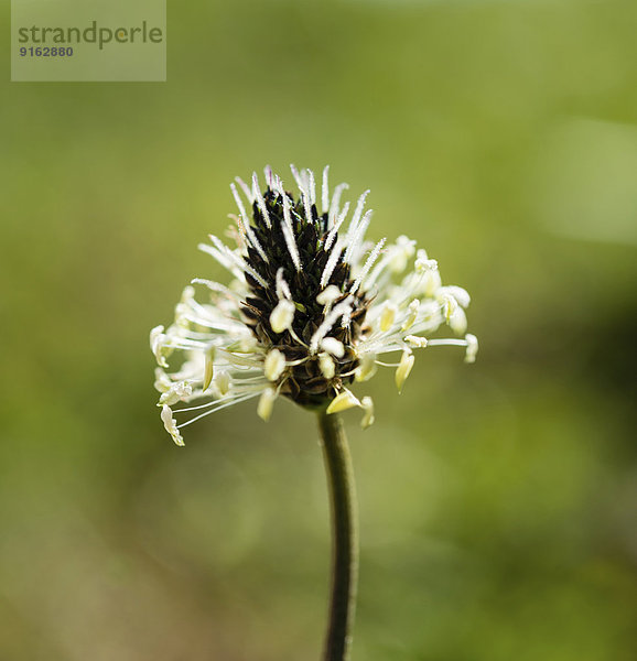 Spitzwegerich (Plantago lanceolata)  Blüte