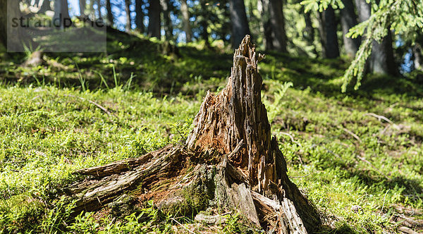 Tree stump in the forest  mossy forest floor