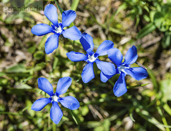 Frühlingsenzian (Gentiana verna)  Blüten