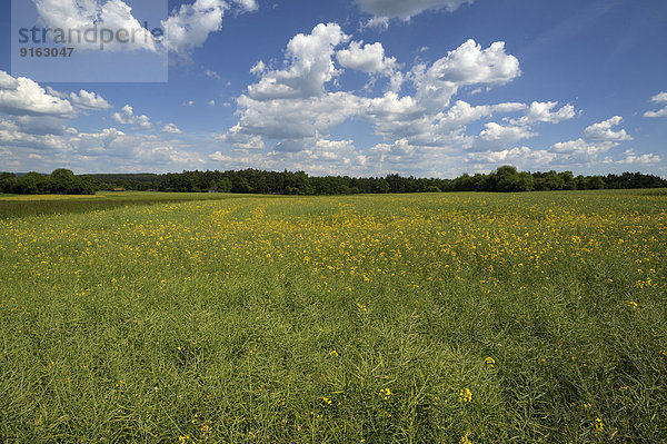 Verblühtes Rapsfeld (Brassica napus)  Wolkenhimmel  Bayern  Deutschland