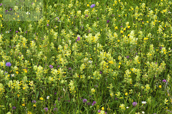 Blühende Frühlingswiese überwiegend mit dem Zottigen Klappertopf (Rhinanthus alectorolophus)  Bayern  Deutschland