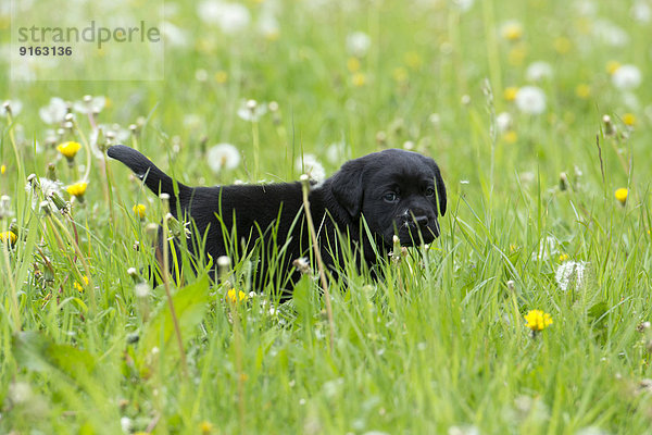Schwarzer Labrador Retriever Welpe geht durch hohes Gras