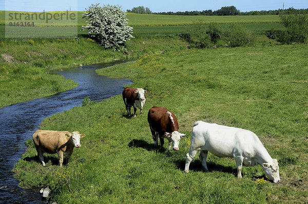 Landschaft mit Rindern auf der Weide  Järrestad  Schweden