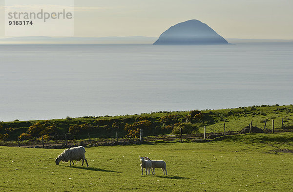Schafe auf Weide vor Ailsa Craig  Creag Ealasaid  oder Elizabeths Felsen  Insel im Firth of Clyde  Girvan  South Ayrshire  Schottland  Großbritannien