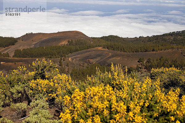 Gelb blühender Ginster und schwarze Landschaft beim Vulkan Pico Birigiyo  La Palma  Kanarische Inseln  Spanien