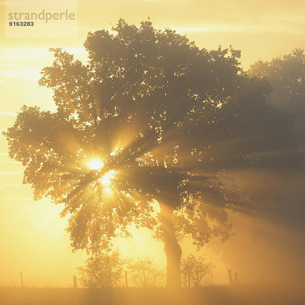 Sonnenstrahlen im Baum  Dingdener Heide  Hamminkeln  Niederrhein  Nordrhein-Westfalen  Deutschland