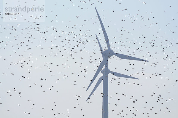 Windturbine Windrad Windräder frontal Vogel groß großes großer große großen Vogelschwarm Vogelschar Deutschland Schleswig Holstein