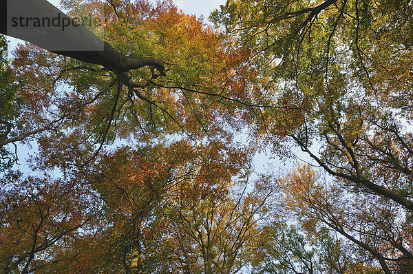 Baumkronen von Rotbuchen (Fagus sylvatica) im Herbst  Niederrhein  Nordrhein-Westfalen  Deutschland