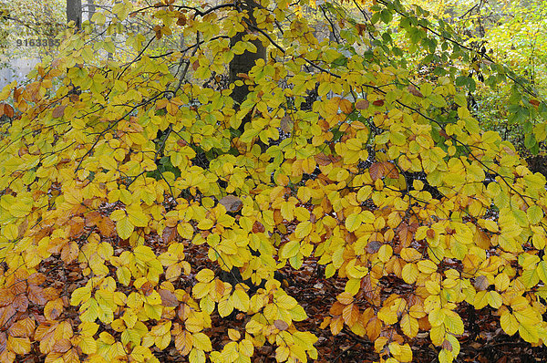 Herbstlich verfärbter Ast einer Rotbuche (Fagus sylvatica)  Niederrhein  Nordrhein-Westfalen  Deutschland
