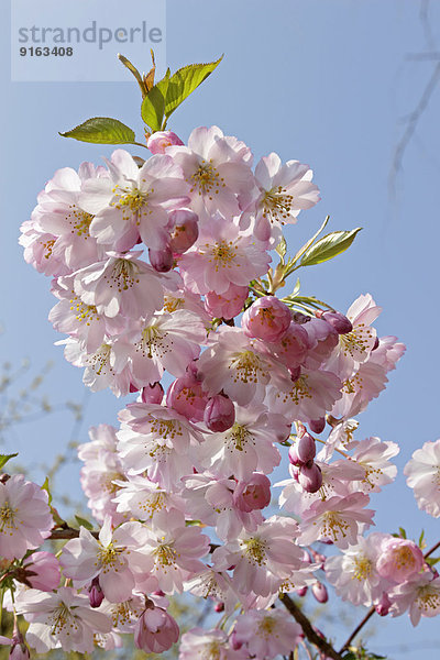 Blühende japanische Kirsche
