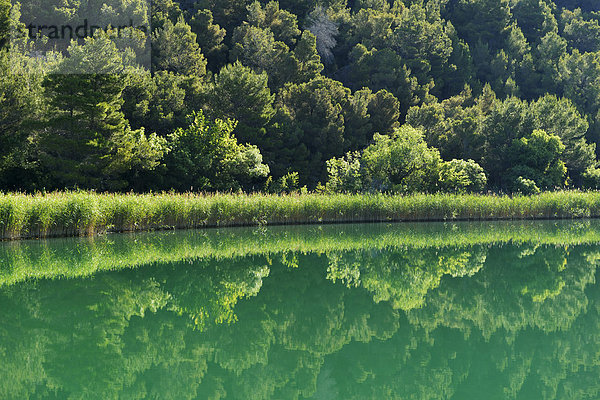 Fluss Krka mit Schilfgürtel  Krka-Nationalpark  Skradin  Sibenik-Knin  Dalmatien  Kroatien