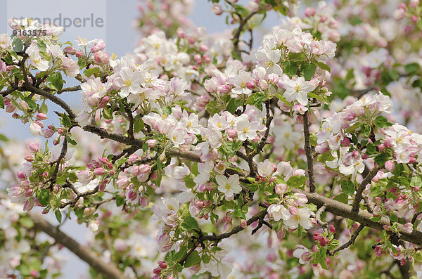Apfelblüten (Malus sp.)  Bayern  Deutschland