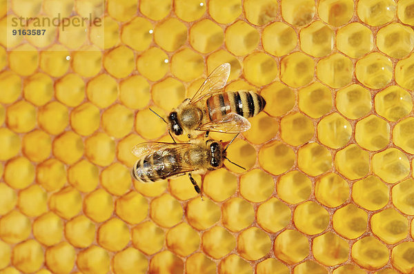 Zwei Honigbienen  links Karnische (Apis mellifera var carnica)  rechts eingekreuzte Italienische Biene (Apis ligustica bast.) auf Honigwabe mit Propolis-Auflage