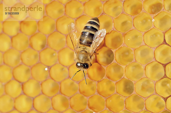 Honigbiene (Apis mellifera) auf Honigwabe