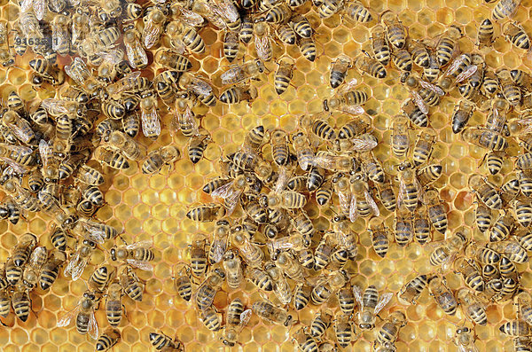 Ansammlung von Honigbienen (Apis mellifera var carnica) auf frischer Honigwabe mit Honig