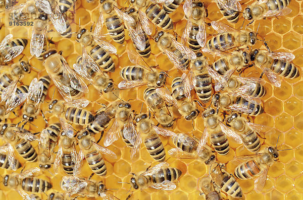 Ansammlung von Honigbienen (Apis mellifera var carnica) auf frischer Honigwabe mit Honig