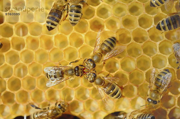 Honigbiene (Apis mellifera var carnica) wird von zwei weiteren Bienen gefüttert