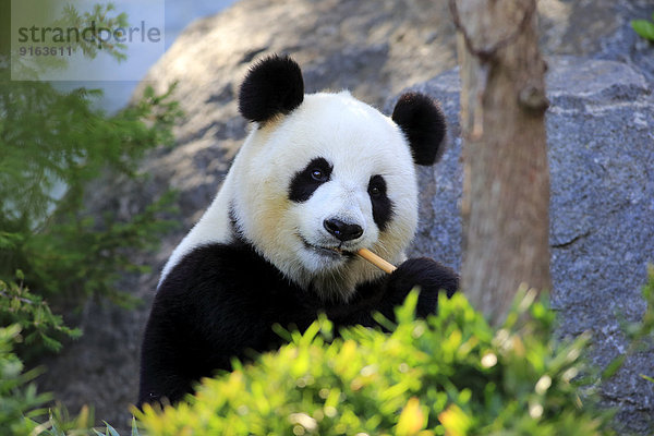 Großer Panda (Ailuropoda melanoleuca)  adult  fressend  Asien