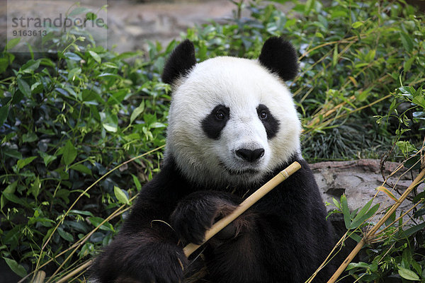 Großer Panda (Ailuropoda melanoleuca)  adult  fressend  Asien