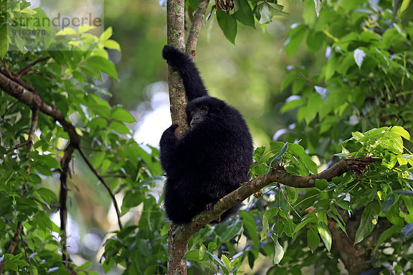 Siamang (Symphalangus syndactylus)  adultes Männchen auf Baum  captive  Singapur