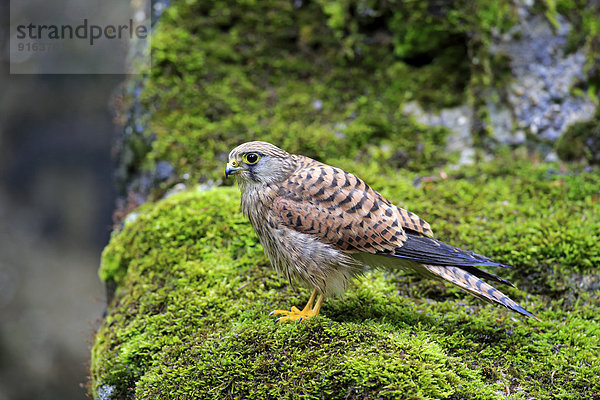 Turmfalke (Falco tinnunculus)  subadult  nicht ausgefärbt  Männchen  auf Fels  Eifel  Deutschland