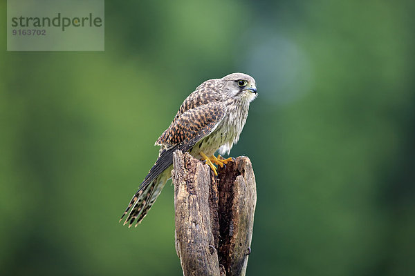Turmfalke (Falco tinnunculus)  Männchen  subadult  nicht ausgefärbt  auf Warte  Eifel  Deutschland