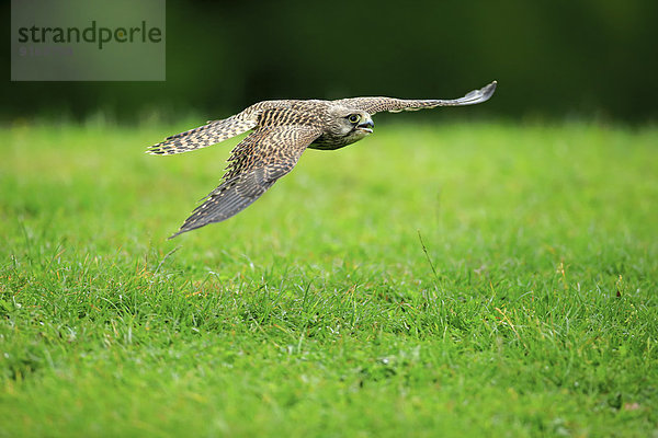 Turmfalke (Falco tinnunculus)  Männchen  subadult  nicht ausgefärbt  fliegend  Eifel  Deutschland