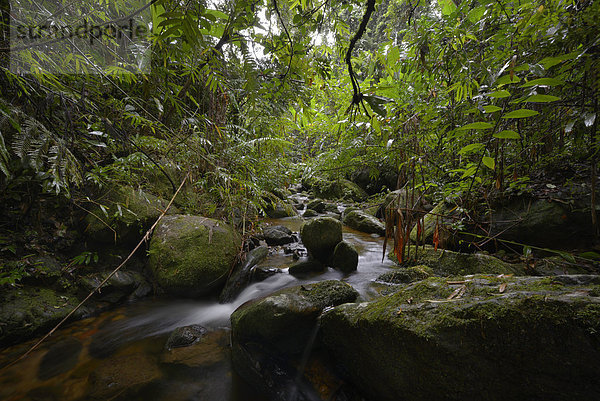 Bachlauf im Regenwald von Marojejy  Madagaskar