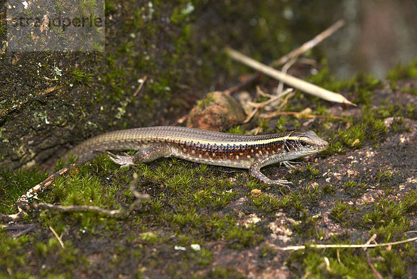 Schildechse (Zonosaurus ssp.)  Madagaskar