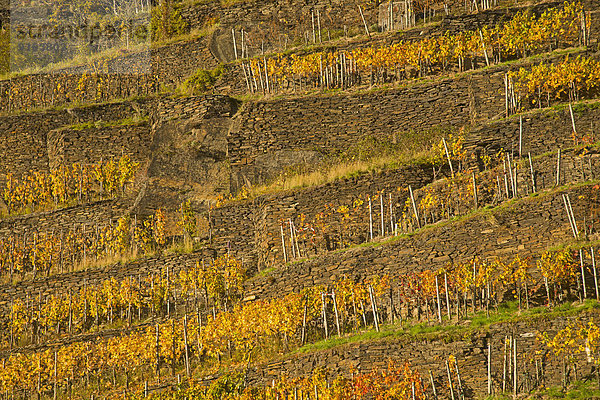 Weinberg im Herbst  Rotweinanbaugebiet für die Sorten Spätburgunder und Portugieser Traube  Ahrtal  Eifel  Rheinland-Pfalz  Deutschland