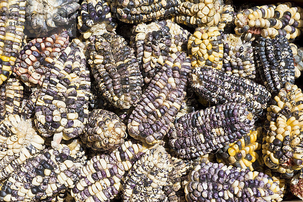Bunte Maiskolben zum Trocknen ausgelegt  Peru