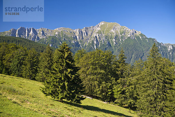 Bergwiese mit Bucegi-Gebirges  Karpaten  Predeal  Rumänien