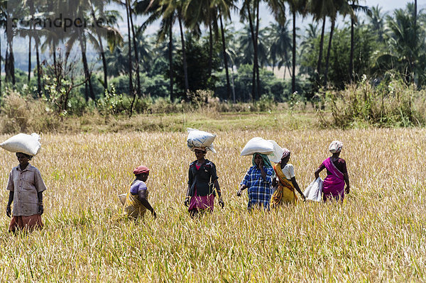 Indische Frauen tragen Säcke mit Reis auf dem Kopf durch ein Feld  Uttamapalaiyam  Tamil Nadu  Indien