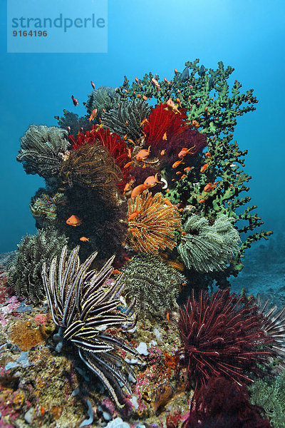 Korallenblock  viele Federsterne  (Crinoidea)  Korallen  Sabang Beach  Puerto Galera  Insel Mindoro  Philippinen