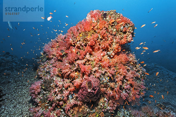 Korallenblock bewachsen mit verschiedenen roten Weichkorallen (Alcyonacea) und Schwämmen (Porifera)  Fahnenbarsche (Anthiinae)  Sabang Beach  Puerto Galera  Insel Mindoro  Philippinen