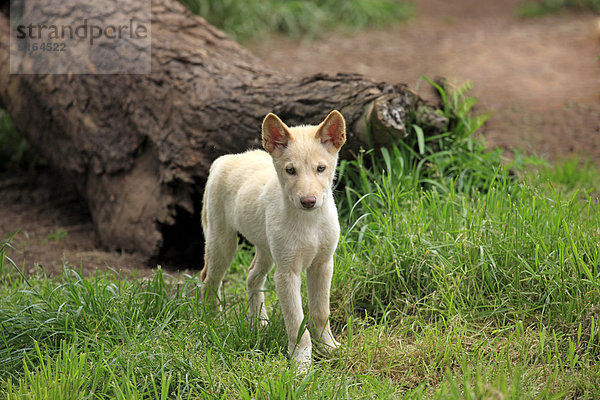 Dingo (Canis familiaris dingo)  Australien