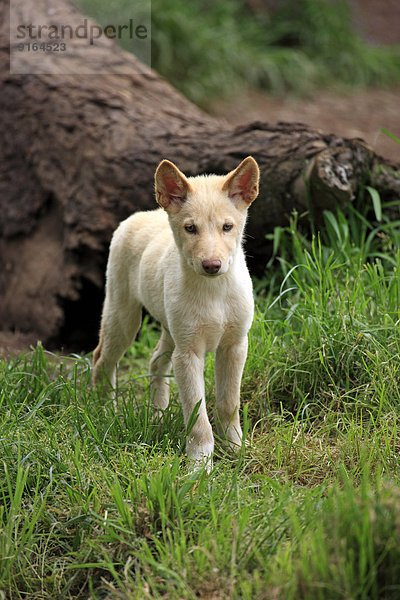 Dingo (Canis familiaris dingo)  Australien
