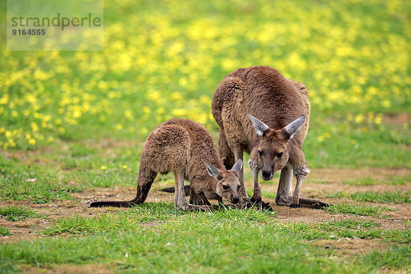 Kangaroo Island-Kängurus (Macropus fuliginosus fuliginosus)  Muttertier mit Jungtier  South Australia  Australien