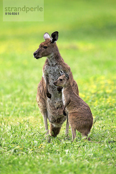 Kangaroo Island-Känguru (Macropus fuliginosus fuliginosus)  Muttertier mit Jungtier  South Australia  Australien