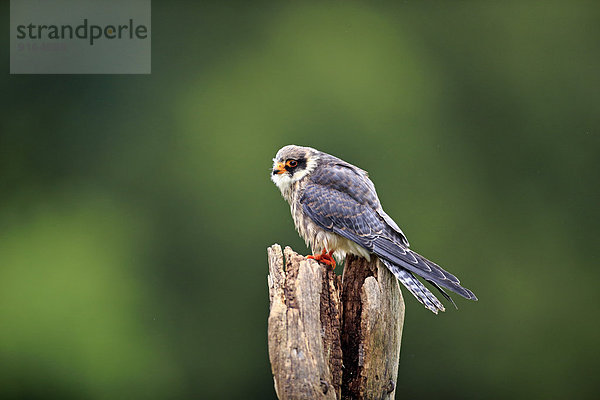 Rotfußfalke (Falco vespertinus)  adult  auf Warte  Eifel  Deutschland